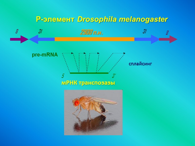 P-элемент Drosophila melanogaster 31 2900 п.н. pre-mRNA 3’ сплайсинг 5’ 8 31 8 мРНК